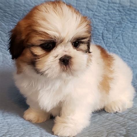 how much are the shih tzu puppies